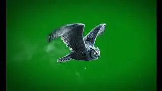 🦉 VFX Green Screen Flying Owl in Frost – FREE GREEN SCREEN
