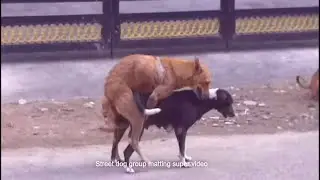 Dog matting 