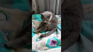 Кот Тишка   увается