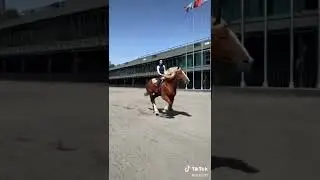 ұлкен ат  