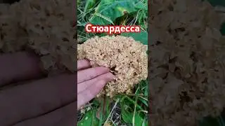 Стюардесса.