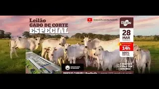 LEILÃO CAMARU - LEILÃO GADO DE CORTE ESPECIAL - 28/03/2021 - ÀS 14:00 HORAS