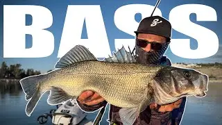 Do you SEE it?  Monster SEABASS / BLUEFISH ???