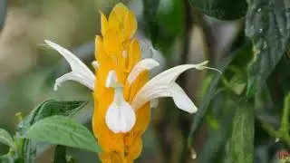 Пахистахис (лат.  Pachystachys)