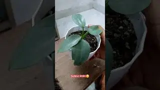 Repotting A New Philodendron Plant - Philodendron Silver Sword // Philodendron Plant Care