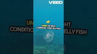 Jellyfish  The Secret of Immortality!