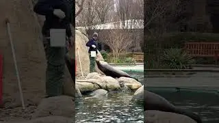 Smartest mammals in Central Park Zoo (free access to New York residents)