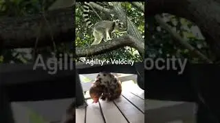 Placental vs Marsupial part 2 