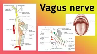Vagus Nerve || Cranial Nerve 10 Pathway, Branches, Nerve Lesion Clinical Features