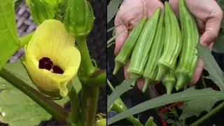 Faire pousser du gombo / Growing okra