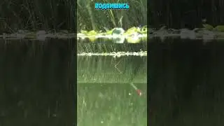 Рыбалка на Поплавок 20 Рыбак Подпишется!😍