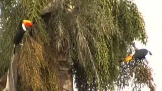 TUCANOS NA PRAÇA 3