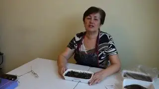 Сеем полезный базилик