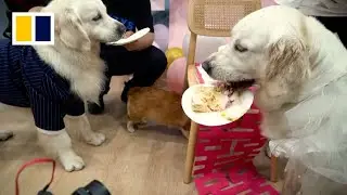Puppy love: dog weddings on the rise in China