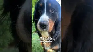 Cute Dog Likes To Get Buzzed😂😂😂 | #bernesemountaindog #cicada
