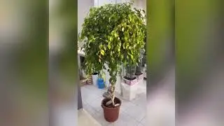 История одного Фикуса Бенджамина