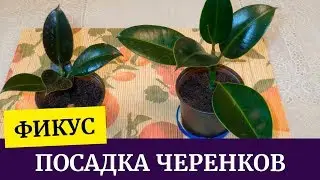 🌴Размножение фикуса. Посадка  черенков фикуса каучуконосного🌴