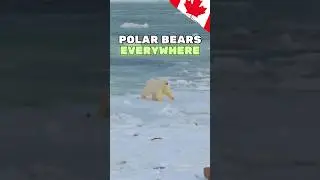 Checking to see if Polar Bears really drink Coke w/ 