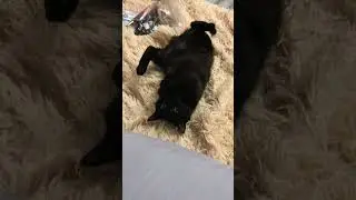 Что это такое? 😂
