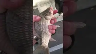 КРАСИВЫЙ КАРАСЬ