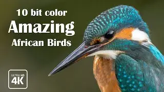 4k Amazing African Birds | 10 bit color | nature