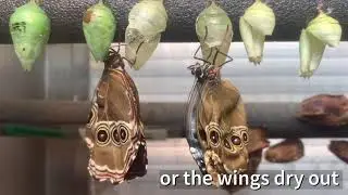 Butterfly emerging from chrysalis