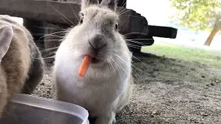 Rabbits are the cutest creatures in the world!