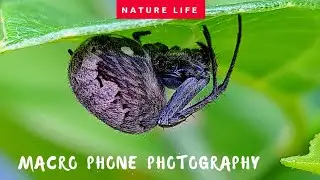 The little Spider || Macro Phone Photography (Neoscona arabesca)