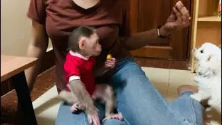 Baby monkey Doro and dog are enjoying the moment work together