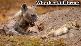 Why Hyena kills lion cubs ! Lion vs Hyena rivalry ! Wildlife Documentary