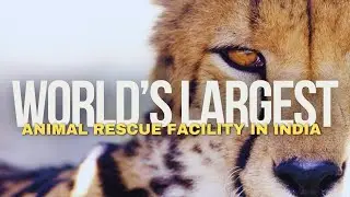Anant Ambani's Vision: Building the World's Largest Animal Rescue and Conservation Center #cheetah