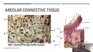 Lecture 2 Chapter 4-Connective Tissue