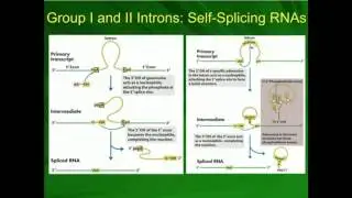Types I and II Self-Splicing (Autocatalytic) Introns in mRNA