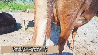 Cow for sale /Jersi frisian cross|03437768913