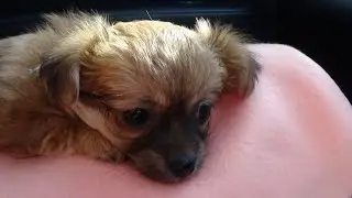 Meet Sky