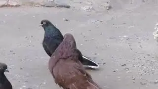Мелитопольские голуби. Сказки - быль о Мелитопольских... 1 Часть