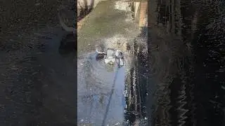 Уличная баня 🧖‍♂️🐦 