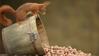 Беличьи заначки 🐿