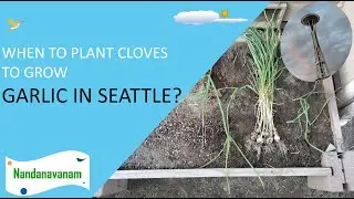 When to Plant and Harvest Garlic 🧄 🧄 🧄 in Seattle?