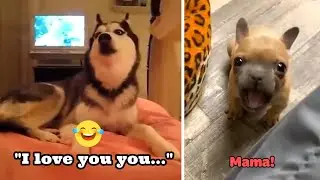 Little Dog Says “Mama” || Dog talks like human and makes fun of owner