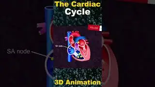 The Cardiac Cycle: A Symphony of the Heart's Rhythm