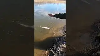 Клыкастый на крючке, сопротивлении бесполезно!!! 