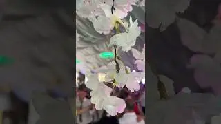 Se pierde acest obicei 🇷🇴 Din ce în ce mai putini oameni joaca perechi, pe la voi cum se dansează?