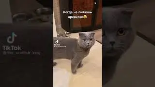 Ржачный кот и креветка