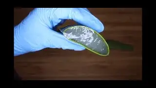اقوى كيراتين طبيعي لترطيب الشعر