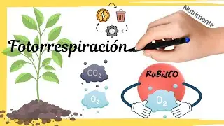 Photorespiration