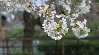 4KHDR 千鳥ヶ淵の桜開花　2024.APR.02