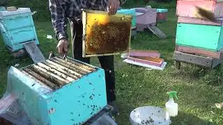 заселяем микронуклеусы