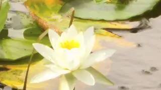 Lotus Pool