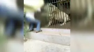 Lion Attack Zoo Keeper Karachi